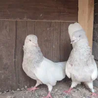 کله ای نر ماده
