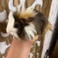 خوکچه هندی نر بالغ|موش و خرگوش|تبریز, |دیوار