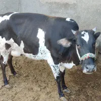 حیوانات مزرعه گاو گوسفند بز