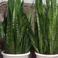 گل های سانسوریا