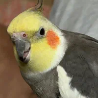 گمشده