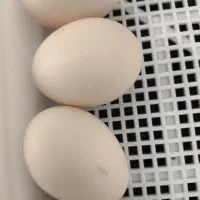 جوجه و تخم مرغ  نطفه دار ایام سمانی