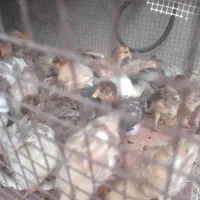 جوجه|حیوانات مزرعه|دهدشت, |دیوار