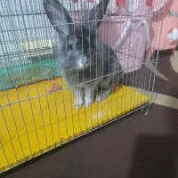 خرگوش نر اهلی  خانگی نژاد ترکیه