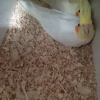 جفت عروس هلندی