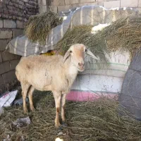یک عدد گوسفند جوان