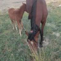 مادیان با کره نر|اسب و تجهیزات اسب‌سواری|شاهیوند, |دیوار