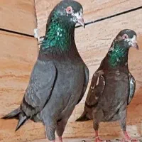 کبوتر پاکستانی گمشده