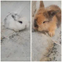 بچه خرگوش لوپ