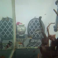 ماهی لوچ دلقک ردلاین کت پوزه|ماهی|قدس, شهرک فرزان|دیوار