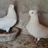 کبوتر اراکی وجوجه کل سفید