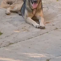 ماده سرابی ذات قدیم فحل آماده کشش با نر هم نژادش