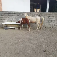 مادیان و کره پونی