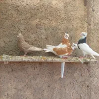 جوجه کفتر|پرنده|شیراز, ارم|دیوار