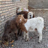 ۱ گوسفند و ۲  بزغاله