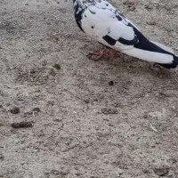 کبوتر دم دسته قطعه دار