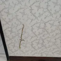 سم پاشی تضمینی