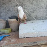 کبوتر کربلای زرد ماده