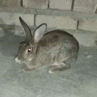 یک عدد خرگوش بزرگ ماده|موش و خرگوش|سراوان, |دیوار