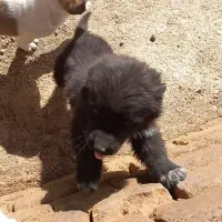 واگذاری توله