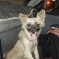 سگ پاکوتاه باهوش معاوضه هم فقط با کفتر طوقی|سگ|جیرفت, |دیوار