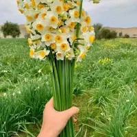 تور نرگس زار کازرون ، شهر بیشاپور