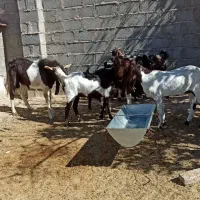 بز پاکستانی  بزغاله بز ابستن|حیوانات مزرعه|مشهد, باغ فراگرد|دیوار