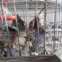 فروش مرغ گلپایگان