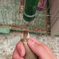 سهره نشاندار عینکی|پرنده|تبریز, |دیوار