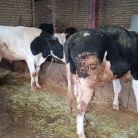 گوساله|حیوانات مزرعه|خاوه, |دیوار