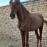 اسب وتجهیزات اسب سواری|حیوانات مزرعه|مشهد, رباط طرق|دیوار
