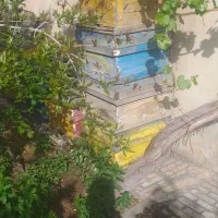 طبق وباردان زنبور عسل