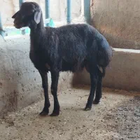 بره قوچ افشاری