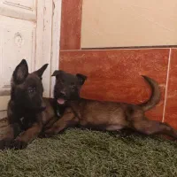 فروش توله سگ بلژین مالینویز