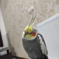 عروس هلندی گمشده