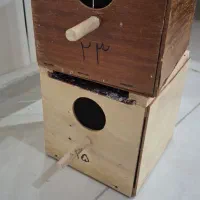 لانه کبوتر و مرغ عشق