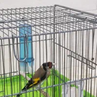 سهره عتیقه جوجه سال|پرنده|محمدشهر, جعفرآباد|دیوار