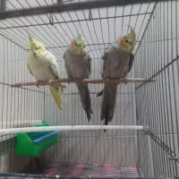عروس هلندی