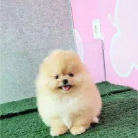 واگذاری رایگان سگ نژاد کوچک قبول میکنم .