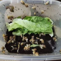 حلزون آلبینو|خزنده|ارومیه, |دیوار