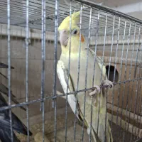 ۲ جفت عروس هلندی|پرنده|گرگان, |دیوار