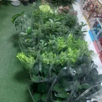 انواع گل آپارتمانی فقط ۹۰تومن