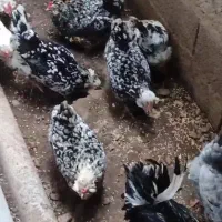 تخم َگلین خال سوزنی و طوسی