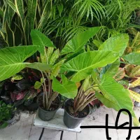 خرفه|خوردنی و آشامیدنی|مشهد, گاز|دیوار