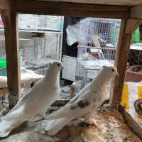 کبوتر تهرونی