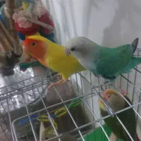جفت مولد طوطی برزیلی یک ساله