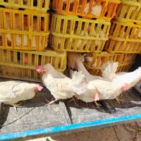 مرغ سفید تخمگذار جوان چاق پرصاف