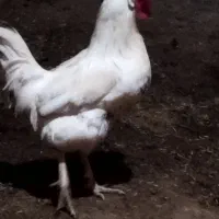 خروس