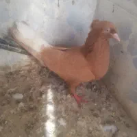 ماده. دم. سفید