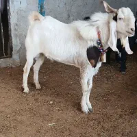 ساورین نجدی|حیوانات مزرعه|الشتر, |دیوار